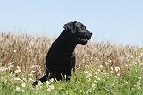 LABRADOR 027